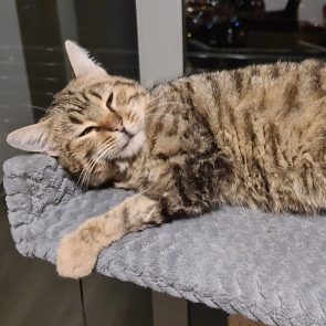 Gina is a lovable rescue tabby who is lying on her grey cat tree, soaking on some sunshine.