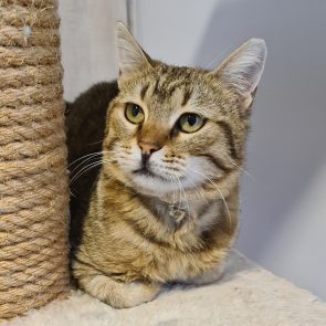 A lovable brown tabby is sitting on a cat tree with her front paws tucked in.