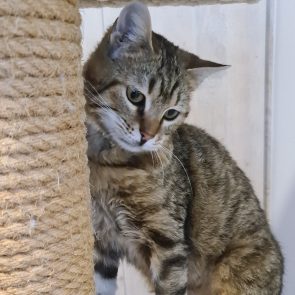 A pretty tabby girl is standing on the shelf of her cat try looking shyly somewhere outside the photo frame.