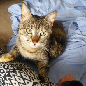 A sweet tabby cat who lost her tail after a painful accident is lying on a blue sheet