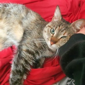 A tabby cat that who lost her tail after a painful accident lies with her face squished up against a human arm