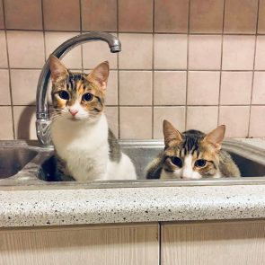 Two young siblings are sitting inside a kitchen sink!