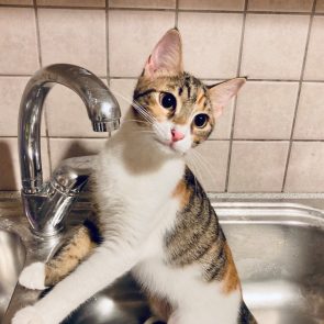 A young calico is standing up from inside a kitchen sink.