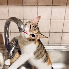 A funny calico is rubbing her chin against a water faucet