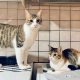 Two young siblings are sitting on top of a kitchen counter with cat bowls and cat toys around them.