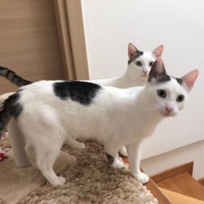 Two male kittens about 10 months old, each white with black markings