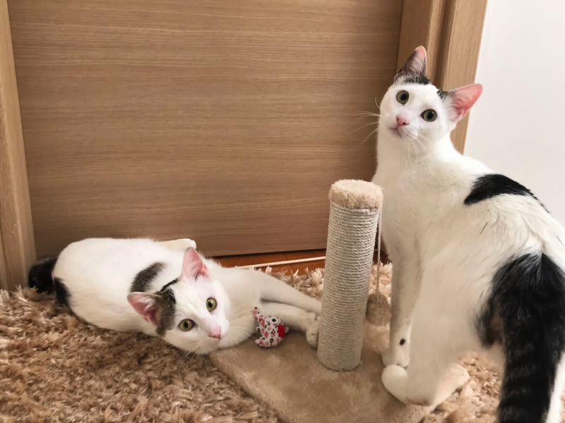 Two male kittens about 10 months old playing with a scratching post