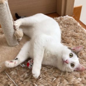 One of two male kittens about 10 months old playing with a toy next to a scratching post