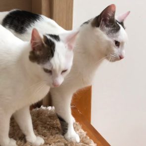 Two male kittens about 10 months old standing together looking very much like the siblings they are