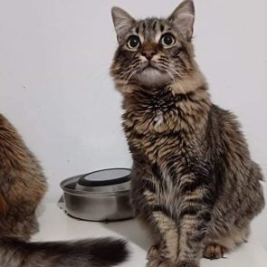 One of two feline sisters looking for a home. A fluffy tabby, she looks up at something