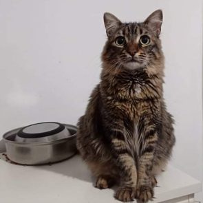 One of two feline sisters looking for a home. This one, a fluffy tabby, sits on a counter looking pretty.