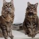 Two feline sisters looking for a home are sitting together on a counter