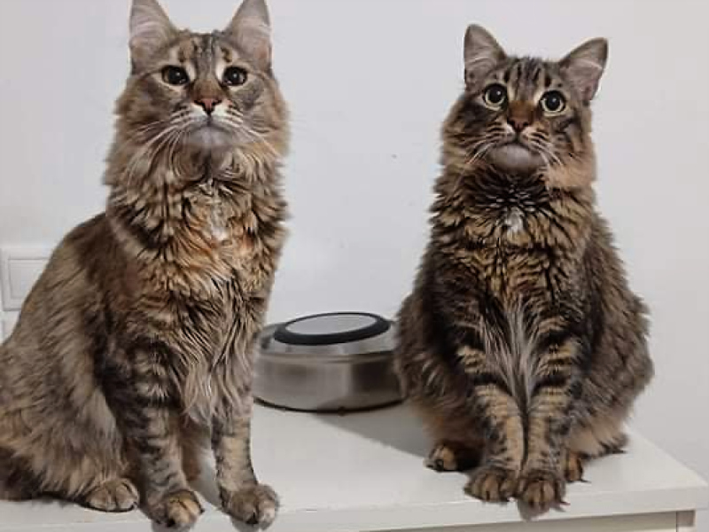 Two feline sisters looking for a home are sitting together on a counter