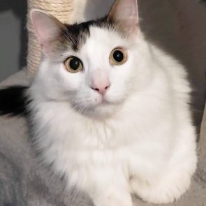 One of two adorable cats looking for a forever home, this fluffy white cat with black markings looks into the camera