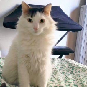 Two adorable cats are looking for a home. This one is fluffy white with black markings