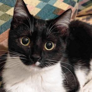 Two adorable cats are looking for a forever home. This one is a young kitten has a black face and large round eyes