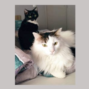 Two adorable cats are looking for a forever home. One is fluffy white with some black; the other is black with some white