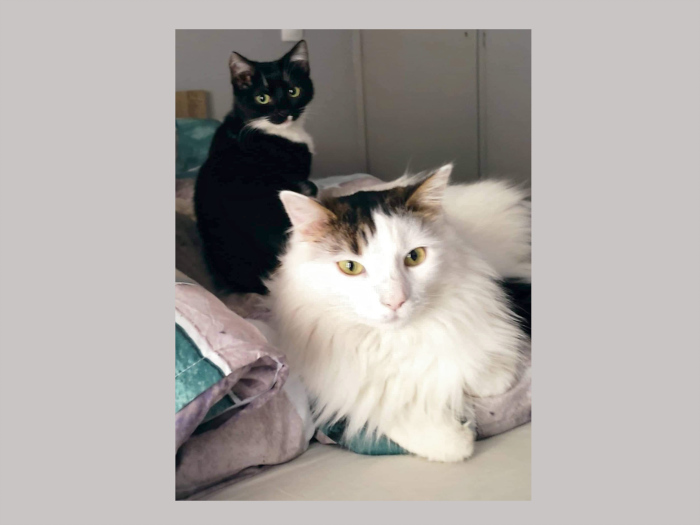 Two adorable cats are looking for a forever home. One is fluffy white with some black; the other is black with some white