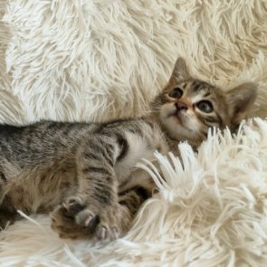 A young kitten lying on a piece of fluffy afghan.