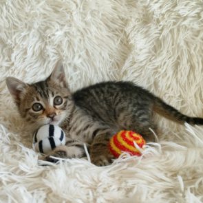 A young kitten who was dumped outside lying on a shaggy piece of fabric with her toys next to her