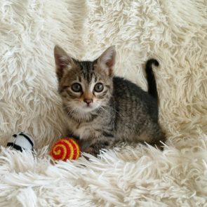 A young kitten sitting on shaggy fabric with her toys nearby