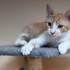 A gorgeous cat with dark orange eyes sits on top of a scratching post.
