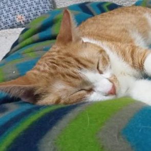 Μια όμορφη γατούλα με πορτοκαλιά μάτια κοιμάται σε ένα κρεβάτι με μια χρωματιστή κουβέρτα.