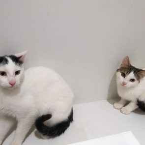 Brother and sister kittens about 8 months old looking for a permanent home