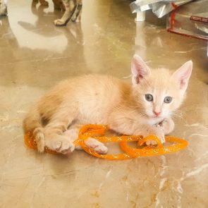 A pink kitten is playing with an orange toy.