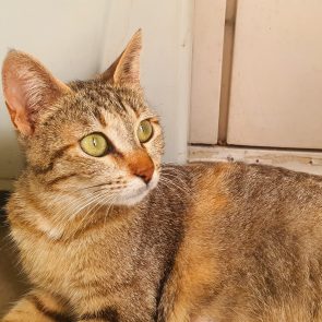 Sandy is a kitten herself and yet gave birth to three healthy kittens. She is a gorgeous brown tabby sitting next to the window.