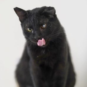 When found this was a cat in very poor condition. Now healthy, he licks his lips