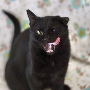 Originally a cat in very poor condition, Charlie is now healthy and seen licking his chops