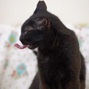 Originally a cat in very poor condition, Charlie is now fine and shows us his tongue