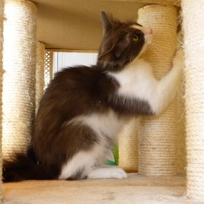 Lolita was abandoned next to a dumbster. She is now safe in foster care, using a scratching post on a cat tree.