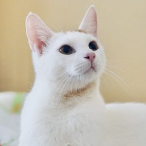 One of two rescued cats, Pinky is mostly white with traces of ginger