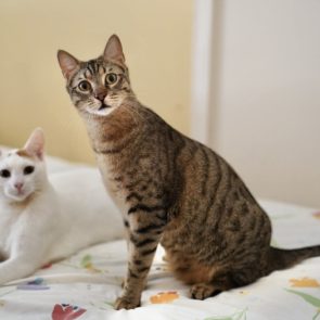 Δυο γατάκια που διασώθηκαν κάθονται πάνω σε ένα κρεβάτι. Ο τιγρέ δείχνει ξαφνιασμένος!