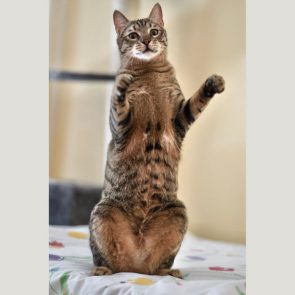 One of two rescued cat sitting up on his back legs as though dancing for joy