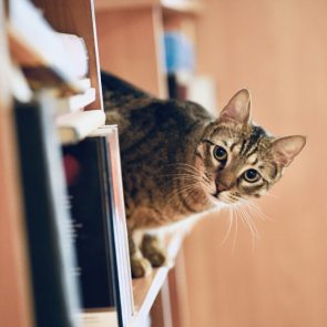 One of two rescued cats, Ronan peeks his head out from a bookshelf