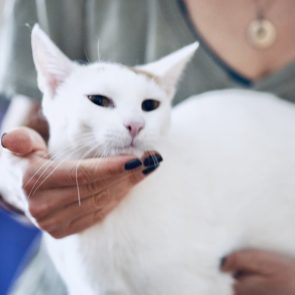 One of two rescued cats, Pinky is sitting on a human's lap