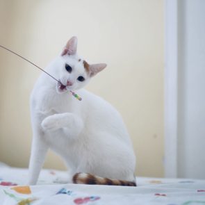 One of two rescued cats, Pinky is playing with a cat toy on a rod
