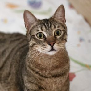 One of two rescued cats, Ronan looks intently at something in the distance
