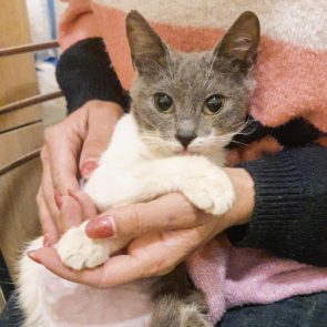 One of two gray and white cats for adoption, held in a human's lap