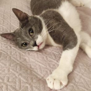One of two gray and white kittens for adoption is sprawled out on a bed