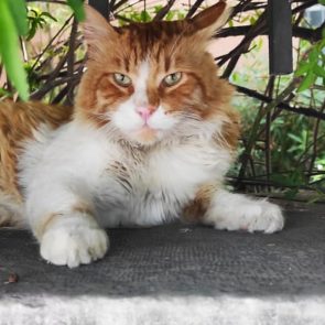 This majestic cat, fluffy orange and white is sitting in a yard