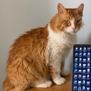 Ένας αρχοντικός γάτος με μακρυά γούνα κάθεται δίπλα σε μια οθόνη υπολογιστή.