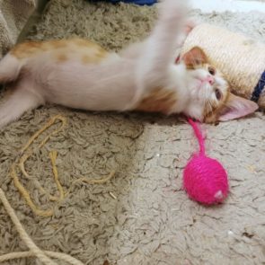 A sweet young kitten lying on his back playing with his toys