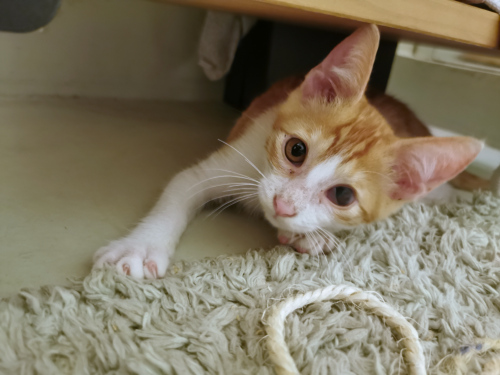 A sweet young kitten lying on the floor and looking into the camera