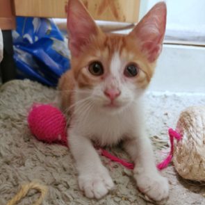A sweet young kitten lies on a carpet with his toys and looks at us.