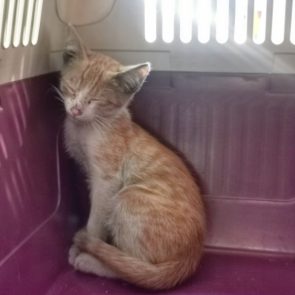 A sweet young kitten after he was rescued, sitting in a cat carrying case