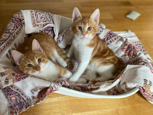Two of the sweetest twin kittens lying together in a makeshift cat bed